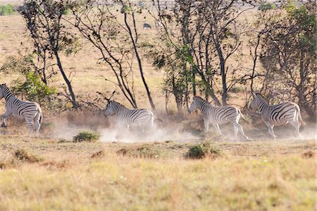 Wild zebras on safari, Stellenbosch, South Africa Stock Photo - Premium Royalty-Free, Code: 614-08871517