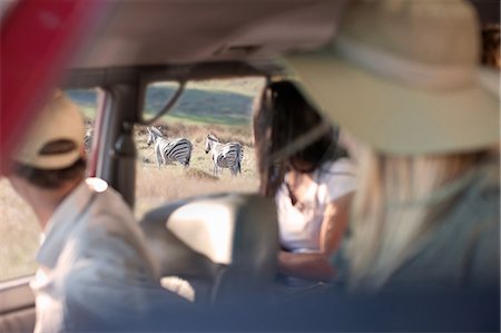 stellenbosch - People looking at zebras through vehicle window, Stellenbosch, South Africa Stock Photo - Premium Royalty-Free, Code: 614-08871539