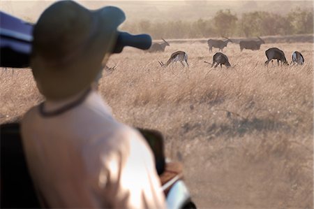 springbok (south africa) - Young man watching wildlife through binoculars, Stellenbosch, South Africa Foto de stock - Sin royalties Premium, Código: 614-08871545