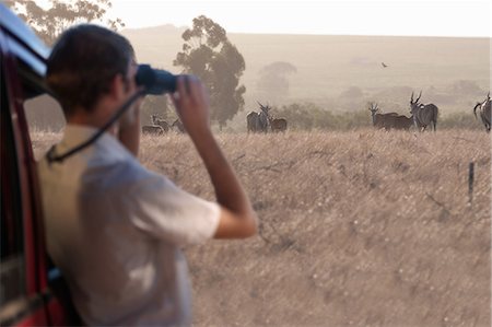 springbok (south africa) - Young man watching wildlife through binoculars, Stellenbosch, South Africa Foto de stock - Sin royalties Premium, Código: 614-08871546