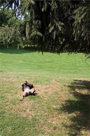 rolling over - Dog rolling on grass Foto de stock - Sin royalties Premium, Código: 614-08872061