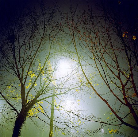 simsearch:700-06786905,k - Trees in fog at night Foto de stock - Sin royalties Premium, Código: 614-08872305