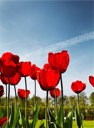 schwerin - Red tulips in park, close up Stock Photo - Premium Royalty-Free, Code: 614-08872316