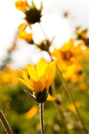simsearch:614-09017672,k - Yellow flowers, close up Stock Photo - Premium Royalty-Free, Code: 614-08872330