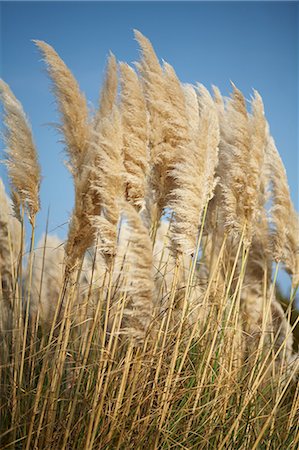 seagrass - Seagrass, North Carolina, USA Stock Photo - Premium Royalty-Free, Code: 614-08872445