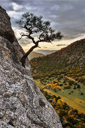 simsearch:649-08085932,k - Tree growing from rock, Novyi Svit village area, Crimea, Ukraine Foto de stock - Sin royalties Premium, Código: 614-08872712