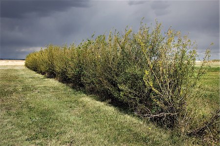 simsearch:614-08872736,k - Green hedge in field Photographie de stock - Premium Libres de Droits, Code: 614-08872732