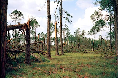 simsearch:696-03395999,k - Forest blown over by Hurricane Katrina, Woodville, USA Photographie de stock - Premium Libres de Droits, Code: 614-08872974