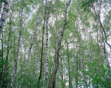 simsearch:622-06191392,k - Birch trees Stock Photo - Premium Royalty-Free, Code: 614-08873223