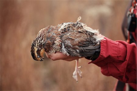 Hunter holding dead quail Stock Photo - Premium Royalty-Free, Code: 614-08873824