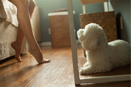 petting leg - Poodle looking up at woman Stock Photo - Premium Royalty-Free, Code: 614-08873943