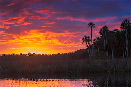 Sunrise over Halls river, Homosassa, Florida, USA Stockbilder - Premium RF Lizenzfrei, Bildnummer: 614-08884774