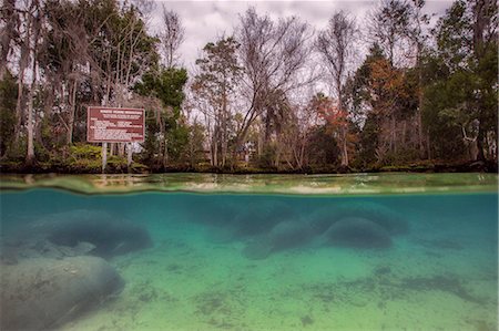 Manatee in the three sisters spring, Crystal river, Florida, USA Photographie de stock - Premium Libres de Droits, Code: 614-08884779