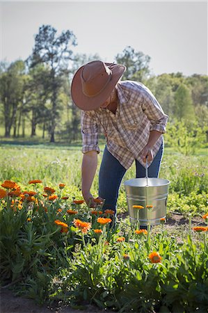rural business owner - Young woman selecting calendula (calendula officinalis) from flower farm field Stock Photo - Premium Royalty-Free, Code: 614-08885034
