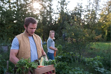 Woman picking crops on farm, man holding crate of crops Stock Photo - Premium Royalty-Free, Code: 614-08880751