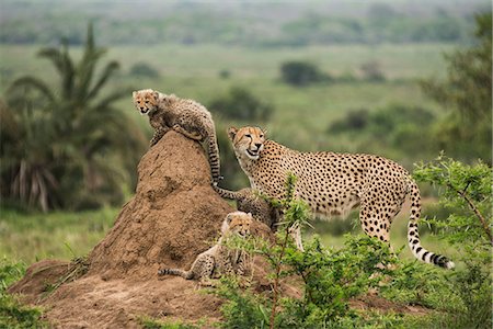 Cheetah mother and her cubs rest on top of termite hill, looking out for prey and predators, Phinda Game Reserve, South Africa Stock Photo - Premium Royalty-Free, Code: 614-08880875