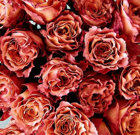 florist background - Roses, full frame Photographie de stock - Premium Libres de Droits, Code: 614-08908301