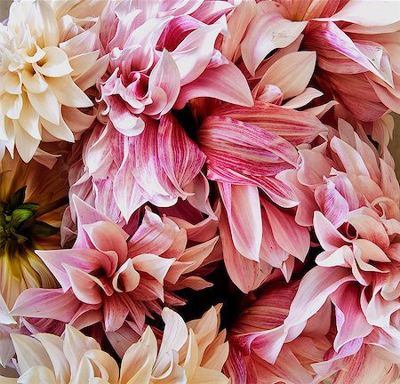 florist background - Chrysanthemums, full frame Photographie de stock - Premium Libres de Droits, Code: 614-08908302