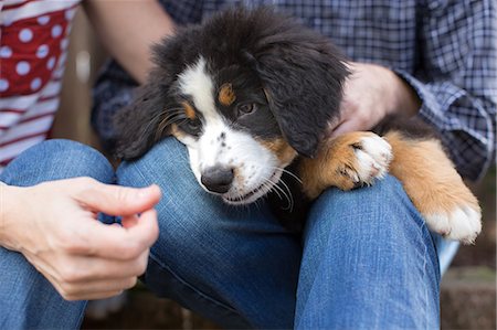 simsearch:614-09212260,k - Couple sitting outdoors, holding pet dog on lap, mid section Stock Photo - Premium Royalty-Free, Code: 614-08908389