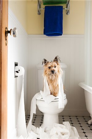 dog indoors bathroom - Portrait of cute dog wrapped in toilet paper on toilet seat Stock Photo - Premium Royalty-Free, Code: 614-08926023