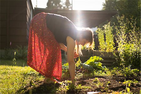 Woman harvesting vegetables from vegetable patch Stock Photo - Premium Royalty-Free, Code: 614-08926262