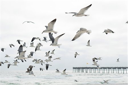 emerald coast - Flock of seagulls flying, Destin, Gulf of Mexico, USA Stock Photo - Premium Royalty-Free, Code: 614-08926325