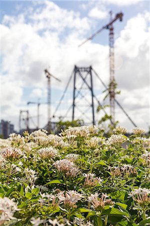 simsearch:614-09017672,k - Flowers by ponte hercilio luz bridge, Florianopolis, Santa Catarina, Brazil Stock Photo - Premium Royalty-Free, Code: 614-08926426