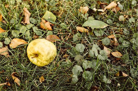 Fallen apple on grass, close-up Stock Photo - Premium Royalty-Free, Code: 614-08946189