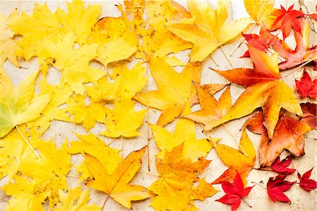 Autumn maple leaves on white surface, overhead view Stock Photo - Premium Royalty-Free, Code: 614-08946205
