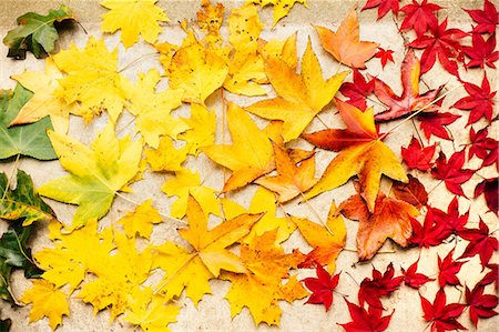 Green, yellow and red maple leaves on white surface, overhead view Stock Photo - Premium Royalty-Free, Code: 614-08946206