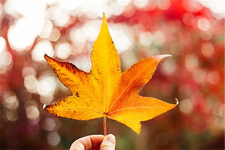 Woman holding yellow maple leaf, close-up Stock Photo - Premium Royalty-Free, Code: 614-08946207