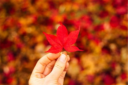 Woman holding red Japanese Maple leaf (Acer palmatum), close-up Stock Photo - Premium Royalty-Free, Code: 614-08946208