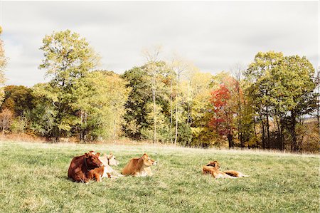 Cows resting on grass, Guilford, Vermont, USA Stock Photo - Premium Royalty-Free, Code: 614-08946203