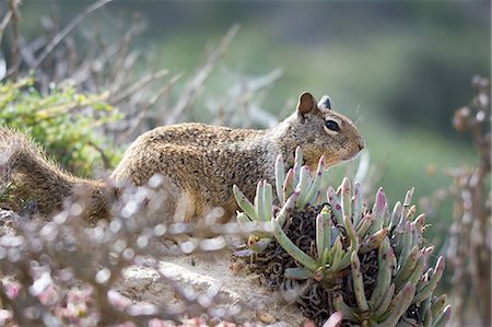 Wild squirrel amongst shrubs, California, USA Photographie de stock - Premium Libres de Droits, Code: 614-08946535