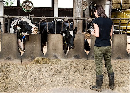 farms - Female farmer looking at smartphone in organic dairy farm cow shed Stock Photo - Premium Royalty-Free, Code: 614-08946700