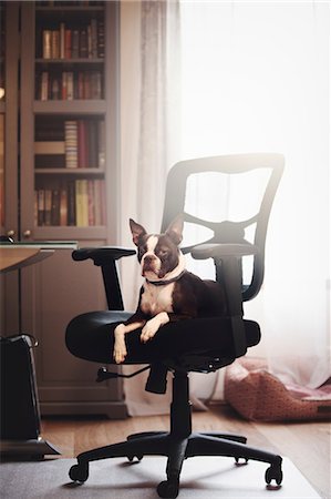 Portrait of boston terrier lying down looking out from office chair Photographie de stock - Premium Libres de Droits, Code: 614-08946749