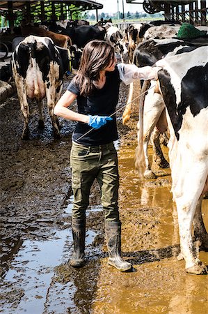 Female organic farmer taking temperature from cow's backside at dairy farm Stock Photo - Premium Royalty-Free, Code: 614-08946792
