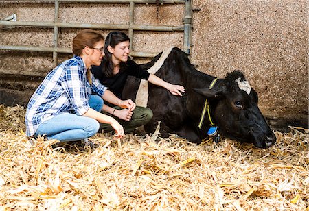 Female farmers tending sick cow at organic dairy farm Stock Photo - Premium Royalty-Free, Code: 614-08946814