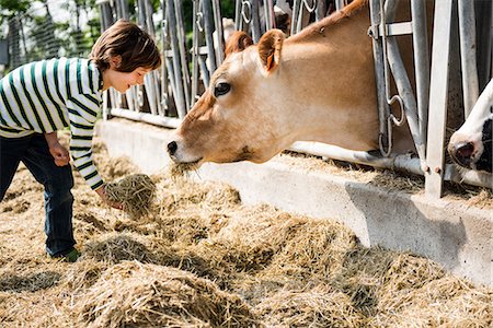 dar de comer - Boy feeding cow on organic dairy farm Foto de stock - Sin royalties Premium, Código: 614-08946819