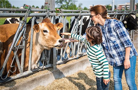 side view cows - Female farmer and boy petting cow on organic dairy farm Stock Photo - Premium Royalty-Free, Code: 614-08946820