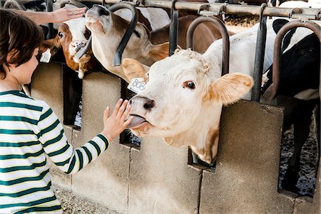 Cow licking boy's hand on organic dairy farm Stock Photo - Premium Royalty-Free, Code: 614-08946823