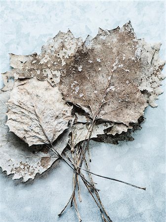 simsearch:614-06402703,k - Overhead view of dried leaves Fotografie stock - Premium Royalty-Free, Codice: 614-08984027