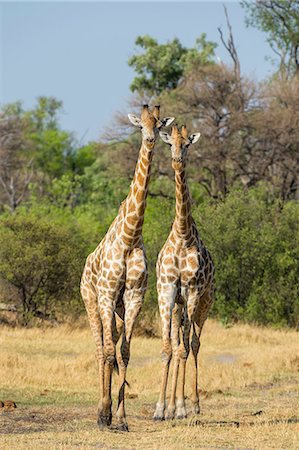 simsearch:614-08989853,k - Portrait of two southern giraffes (Giraffa camelopardalis), Okavango Delta, Botswana, Africa Fotografie stock - Premium Royalty-Free, Codice: 614-08989794