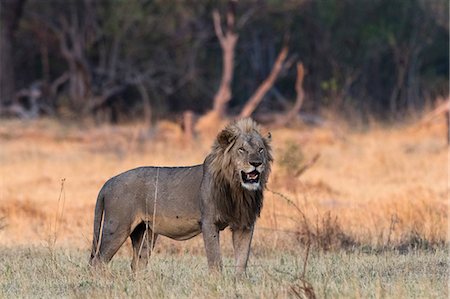 simsearch:614-08989853,k - Portrait of Lion (Panthera leo), Okavango Delta, Botswana, Africa Fotografie stock - Premium Royalty-Free, Codice: 614-08989795