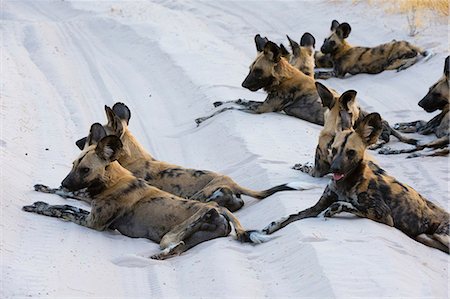 simsearch:614-08989853,k - Group of African wild dogs (Lycaon pictus), Savuti, Chobe National Park, Botswana, Africa Fotografie stock - Premium Royalty-Free, Codice: 614-08989809