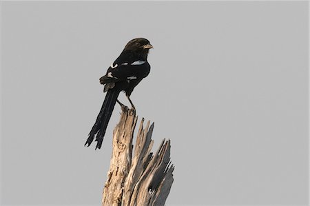 simsearch:614-08989853,k - Magpie Shrike (Corvinella melanoleuca), perching on a dead tree, Botswana, Africa Fotografie stock - Premium Royalty-Free, Codice: 614-08989815