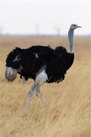 simsearch:614-08989829,k - Ostrich (Struthio camelus), Savuti, Chobe National Park, Botswana, Africa Stockbilder - Premium RF Lizenzfrei, Bildnummer: 614-08989816