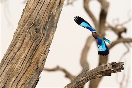 simsearch:614-08989853,k - Lilac-breasted roller (Coracias caudatus), Savuti, Chobe National Park, Botswana, Africa Fotografie stock - Premium Royalty-Free, Codice: 614-08989818