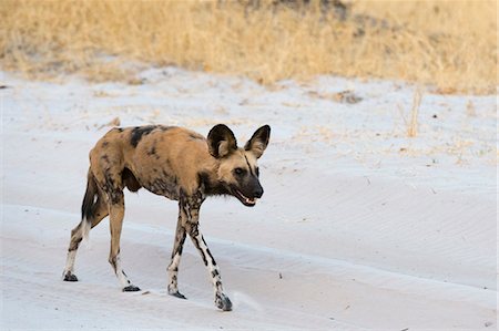 simsearch:614-08989829,k - African wild dog (Lycaon pictus), walking, Savuti, Chobe National Park, Botswana, Africa Stockbilder - Premium RF Lizenzfrei, Bildnummer: 614-08989810