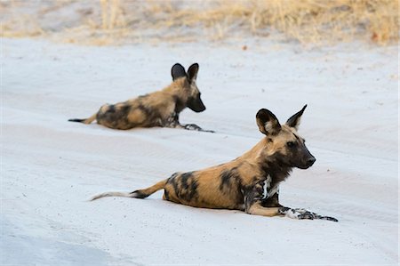 simsearch:614-08989853,k - Two African wild dogs (Lycaon pictus), resting, Savuti, Chobe National Park, Botswana, Africa Fotografie stock - Premium Royalty-Free, Codice: 614-08989811